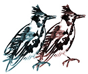 Oiseaux Sisters Gallery
