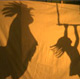 shadows